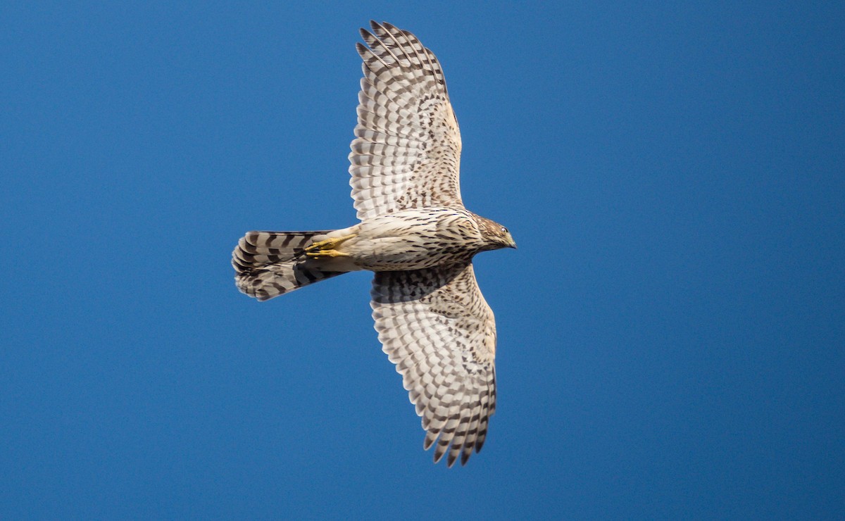 Cooper's Hawk - ML509392221