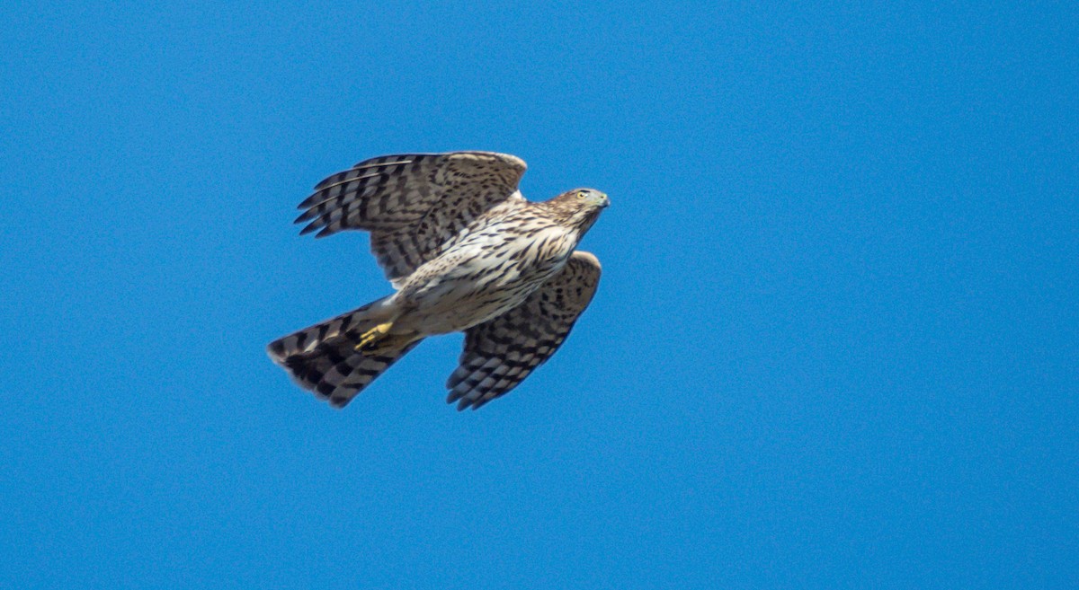 Cooper's Hawk - ML509392231