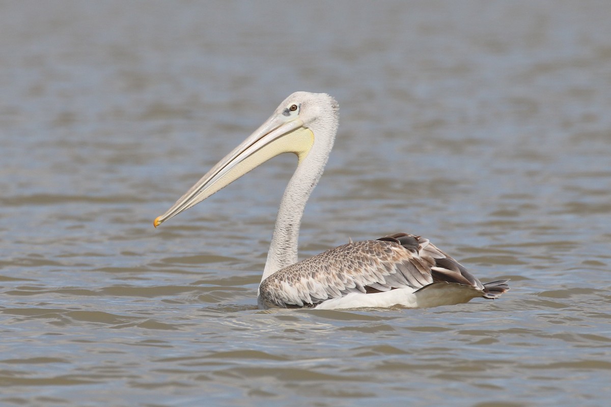 Pink-backed Pelican - ML509392271