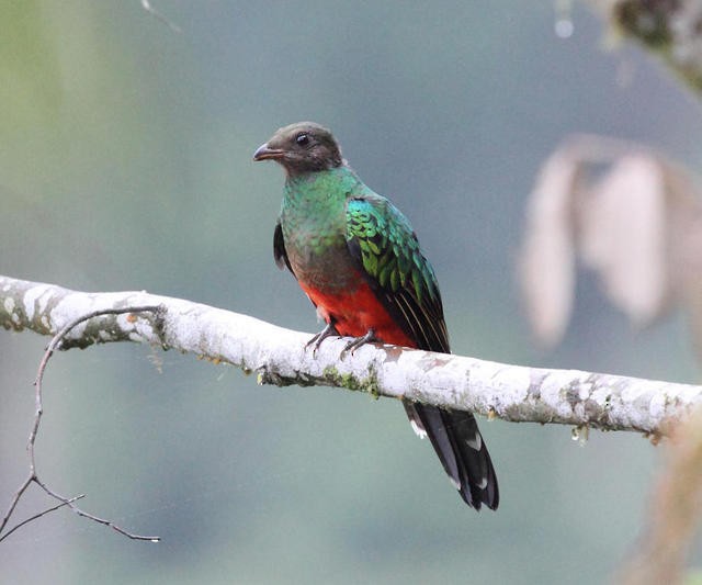 Crested Quetzal - ML50939291