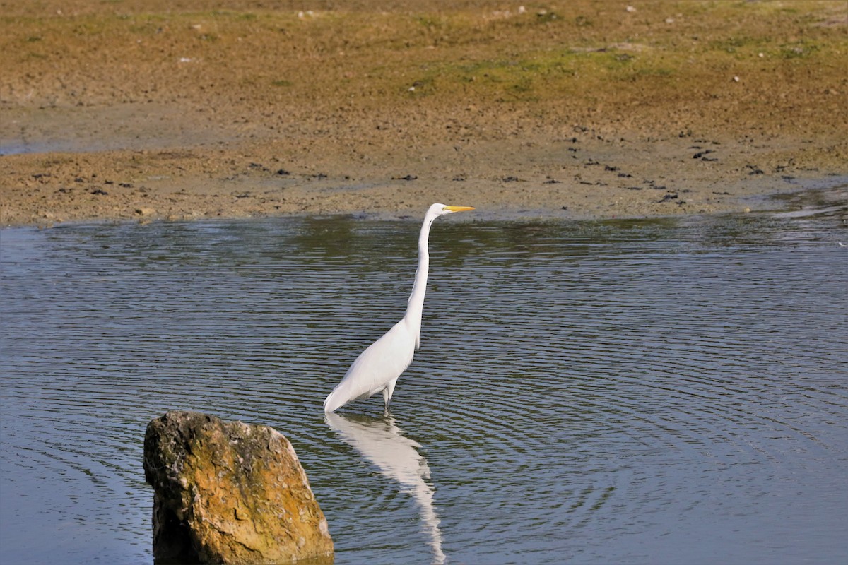 Great Egret - ML509393721