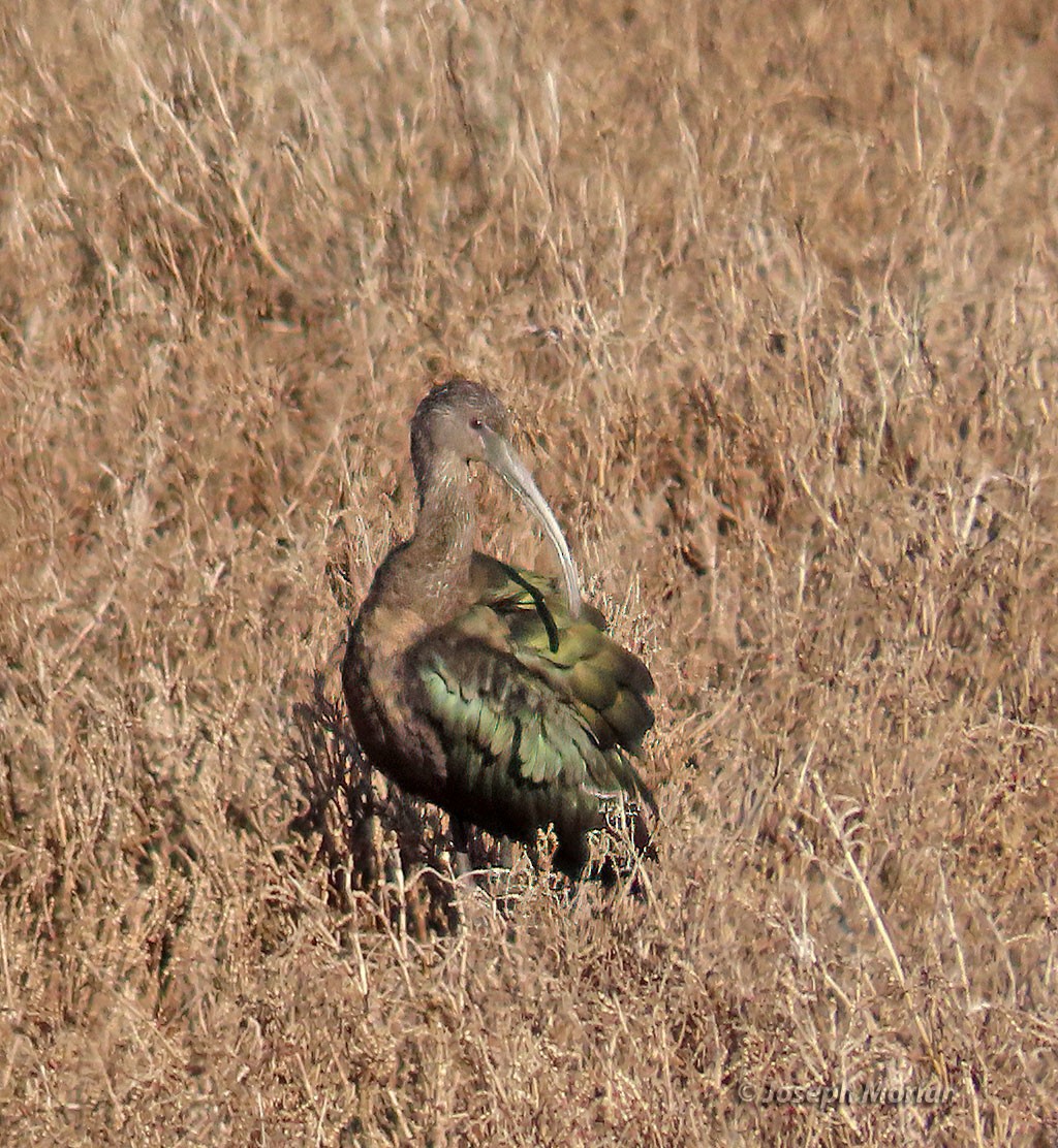 White-faced Ibis - ML509394421