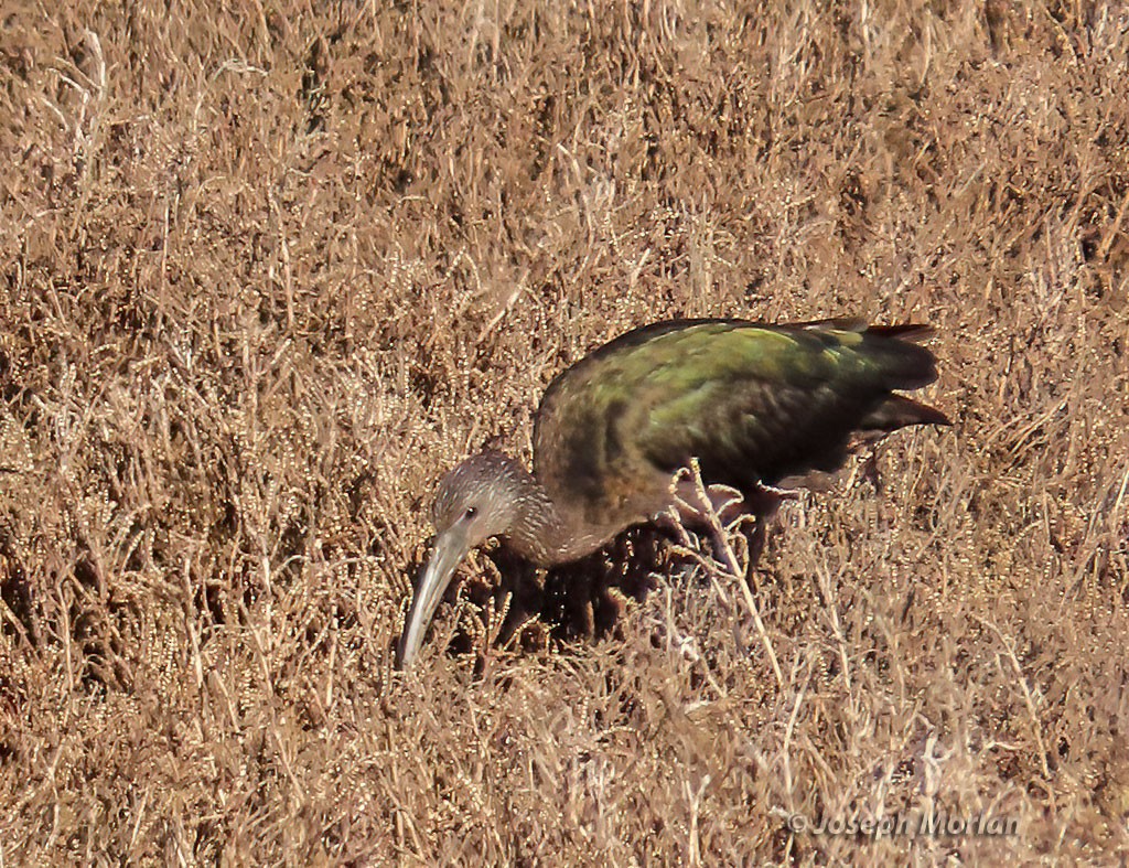 White-faced Ibis - ML509394431