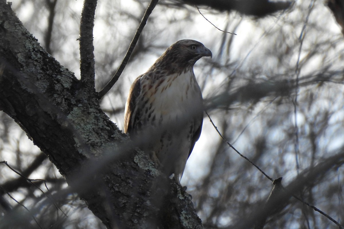 Red-tailed Hawk - ML509395651