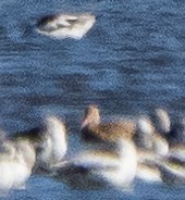 Marbled Godwit - ML509395661