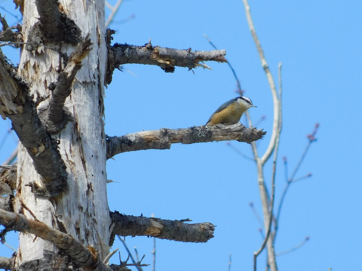 Red-breasted Nuthatch - ML509396361