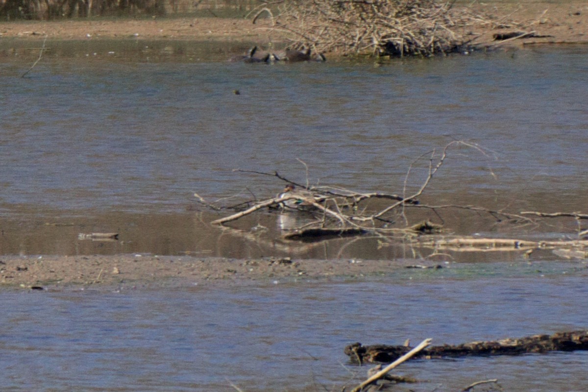 Green-winged Teal - ML50939781