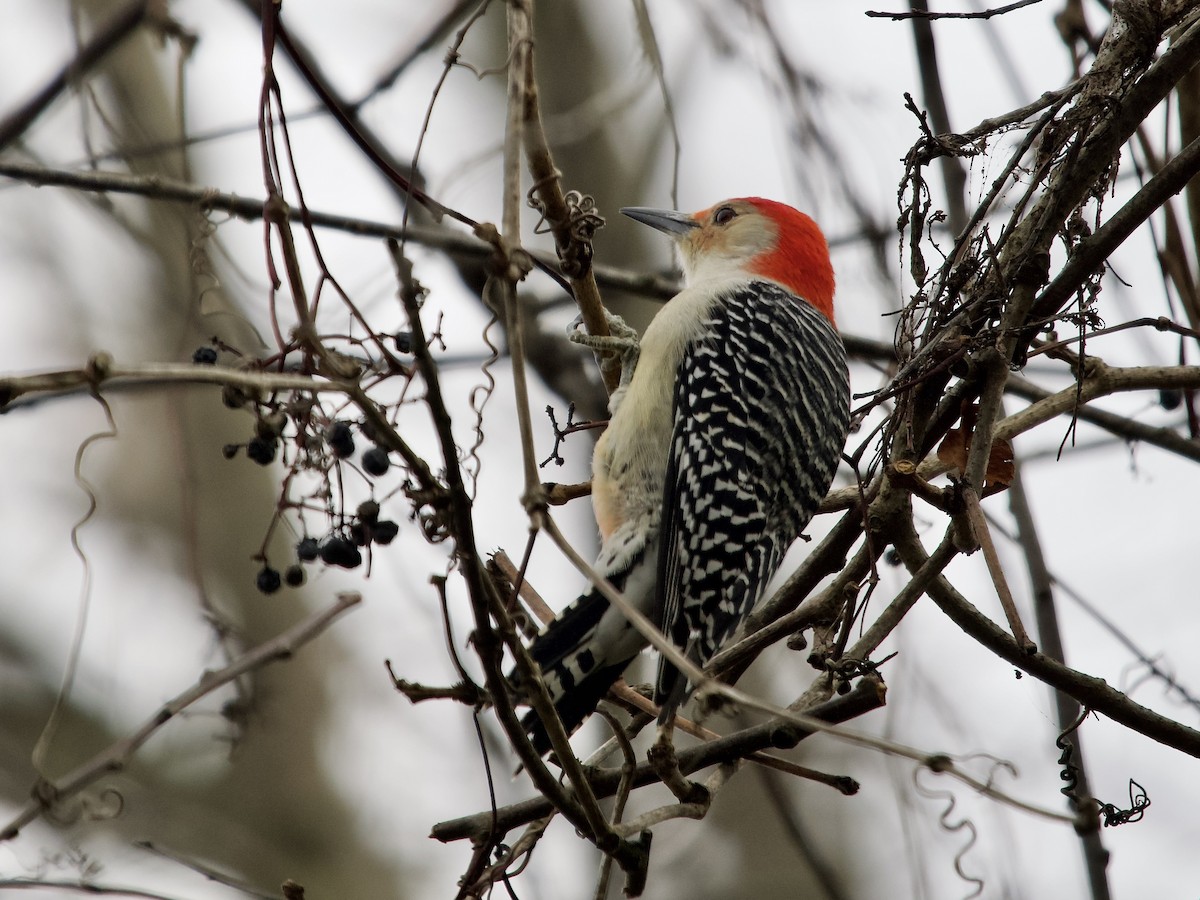 Red-bellied Woodpecker - ML509399521