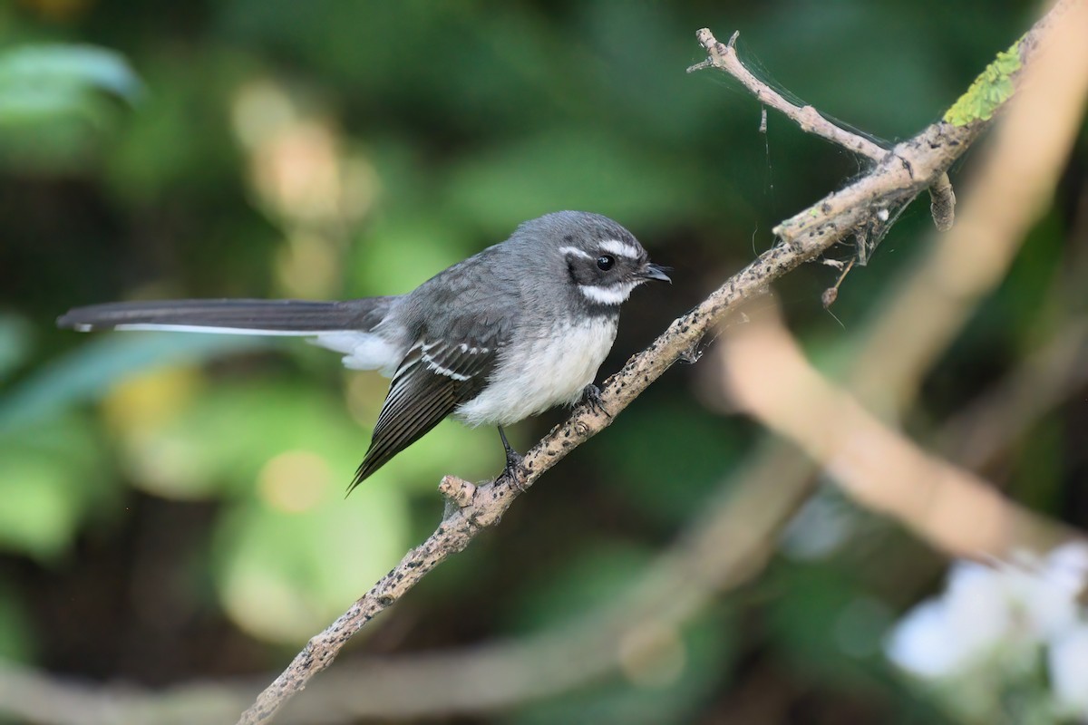 Gray Fantail - ML509400161