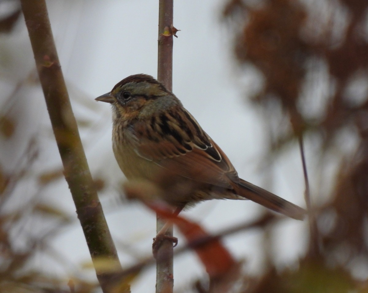 Swamp Sparrow - ML509405191