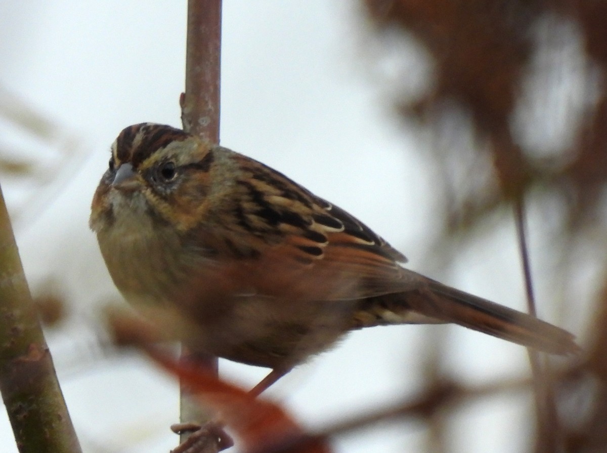 Swamp Sparrow - ML509405201