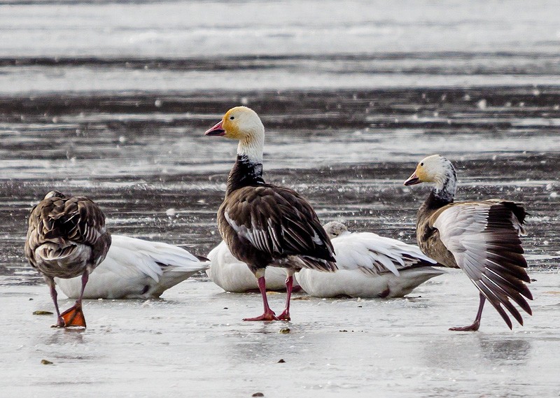 Snow Goose - Mike Bailey