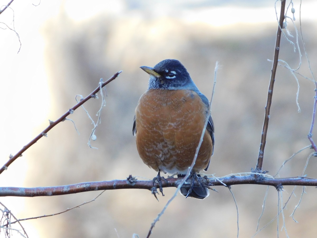 Wanderdrossel - ML509405821