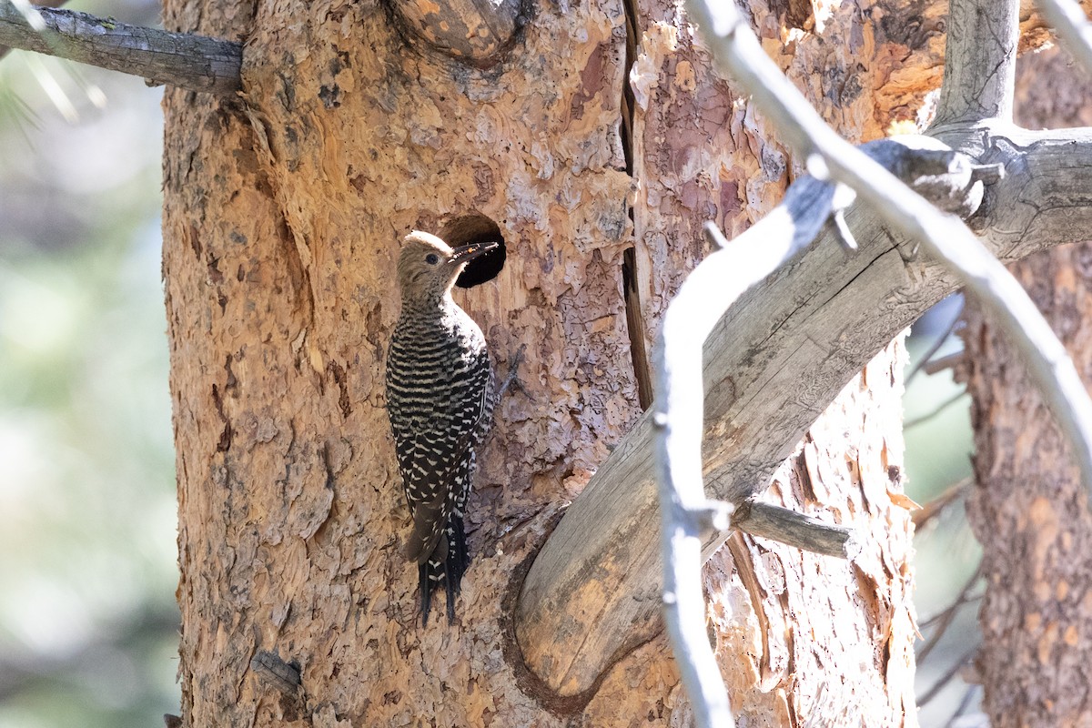 Williamson's Sapsucker - ML509406071