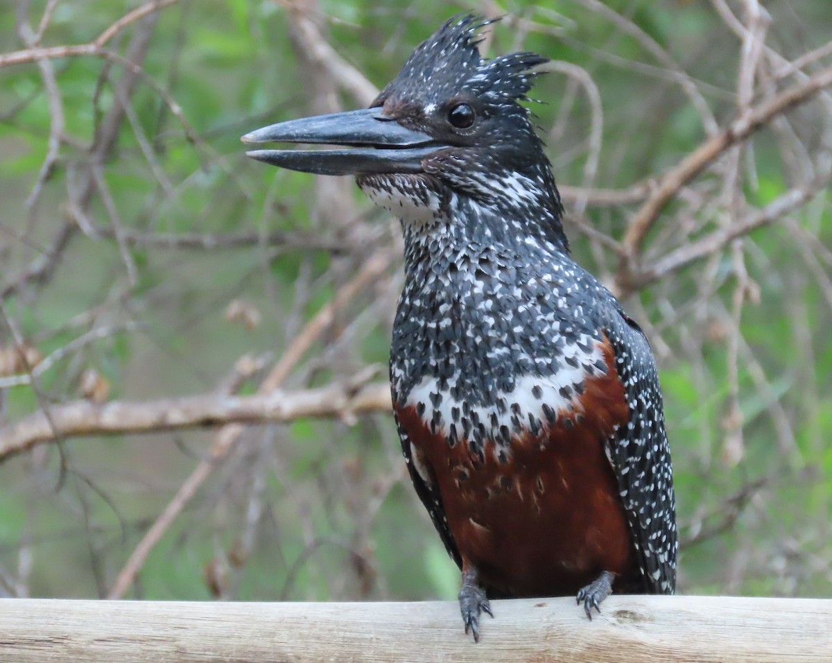 Giant Kingfisher - ML509406541