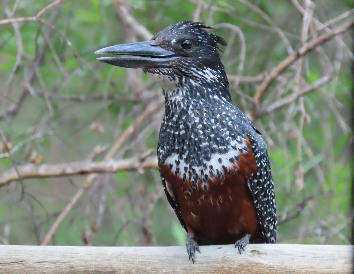 Giant Kingfisher - ML509406551