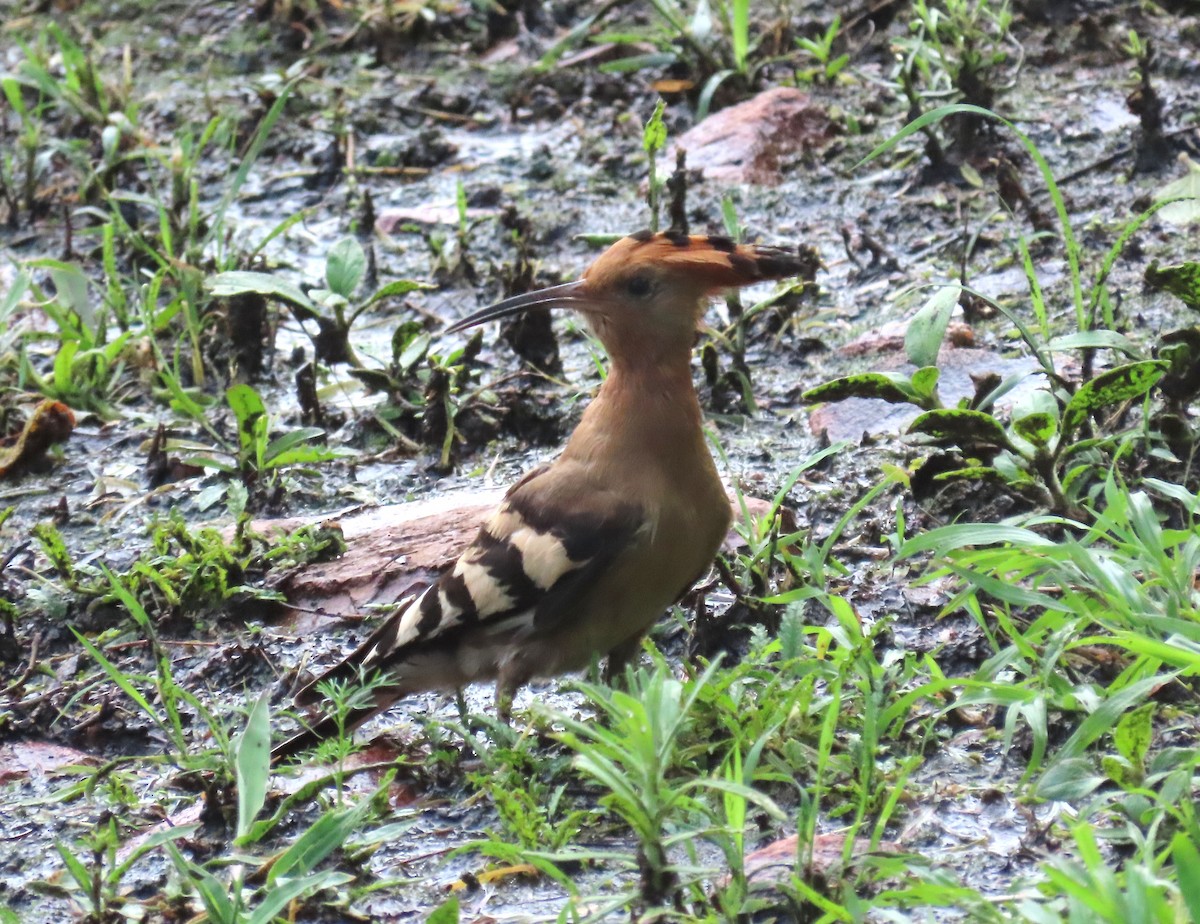 Eurasian Hoopoe (African) - ML509406641