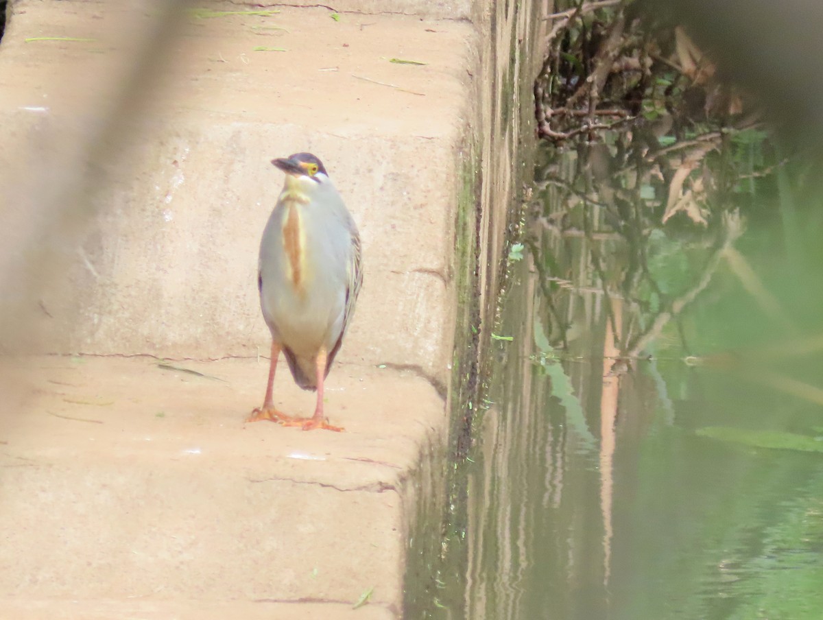 Striated Heron - ML509406891