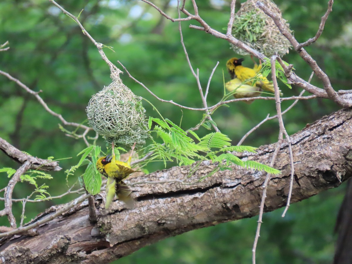 Village Weaver - ML509407021