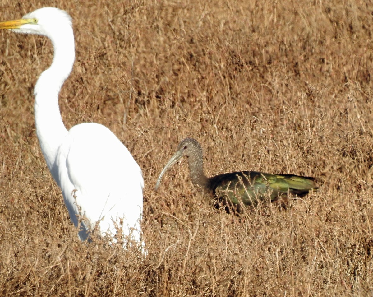 White-faced Ibis - ML509408021