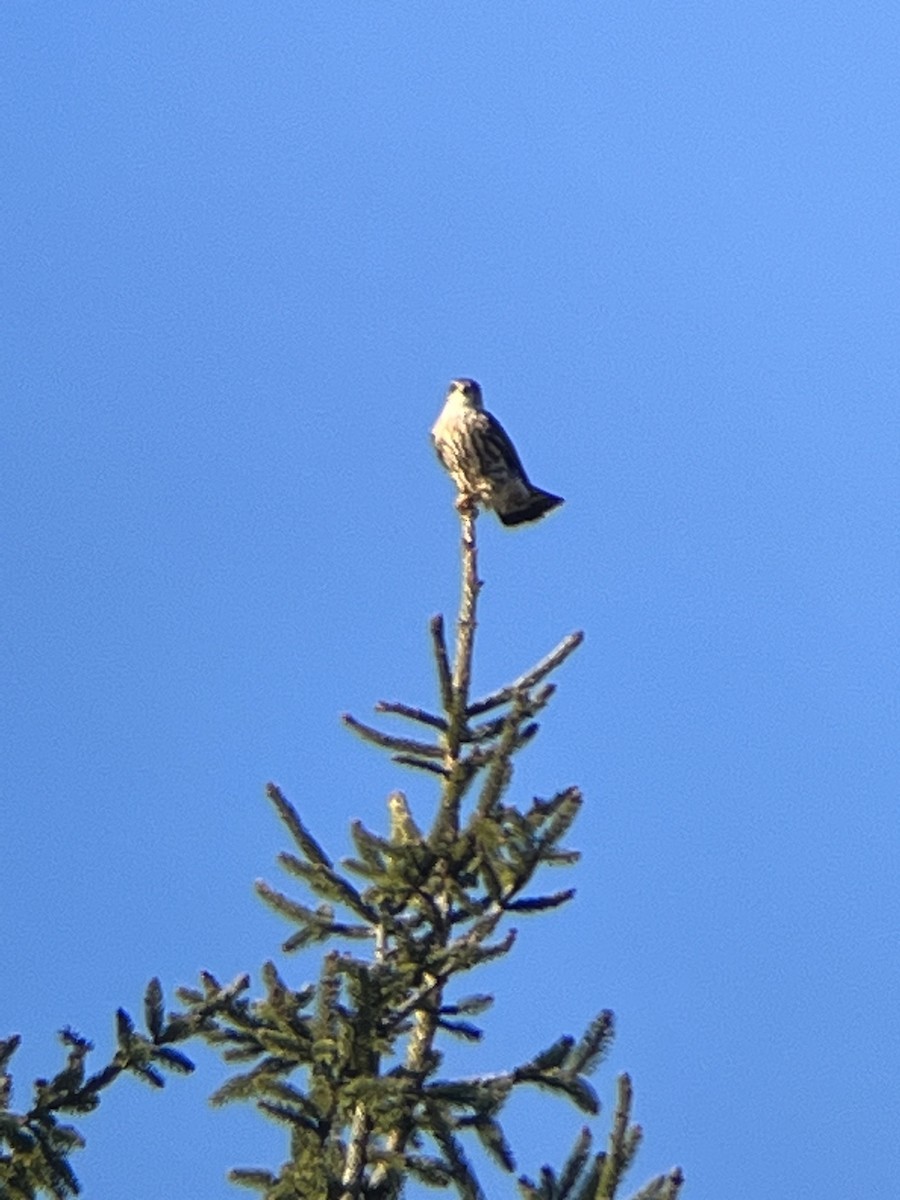 Merlin - ML509408231