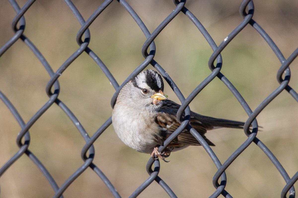 White-crowned Sparrow - Tristan Yoo