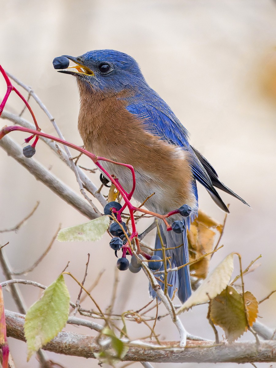 Eastern Bluebird - ML509408321