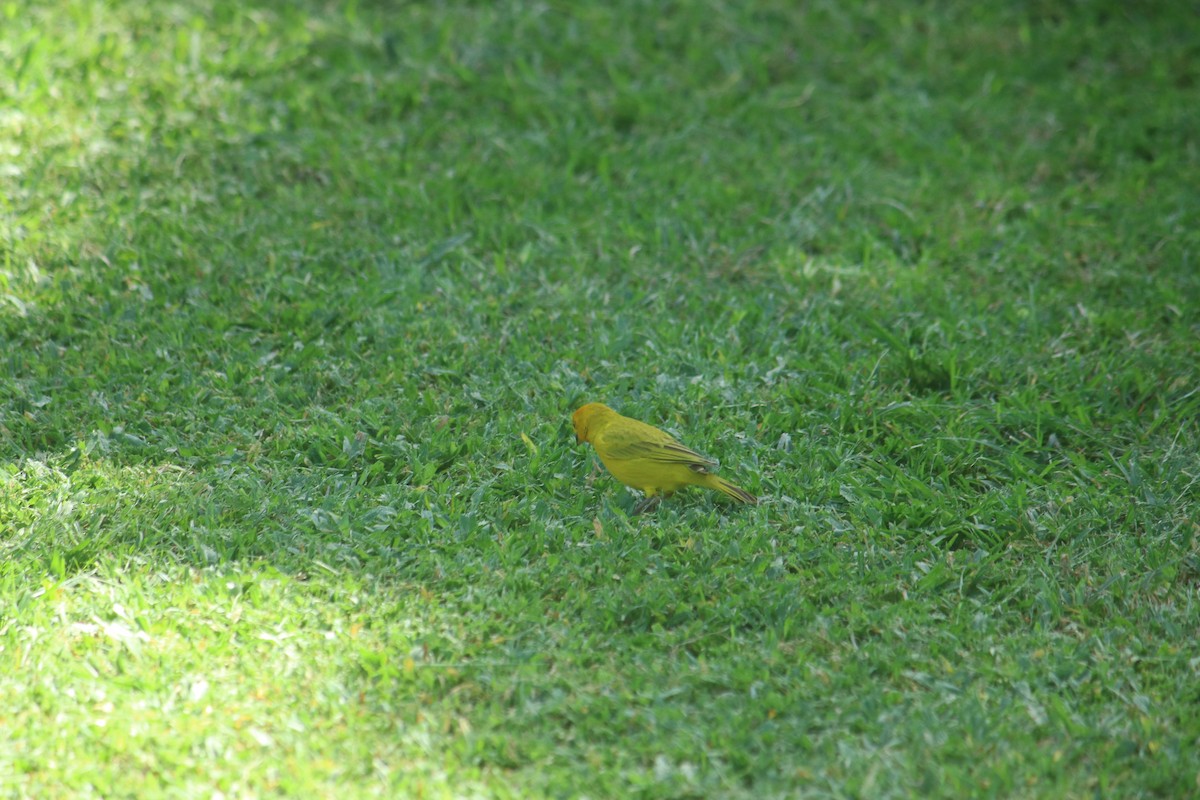 Saffron Finch - ML509408401