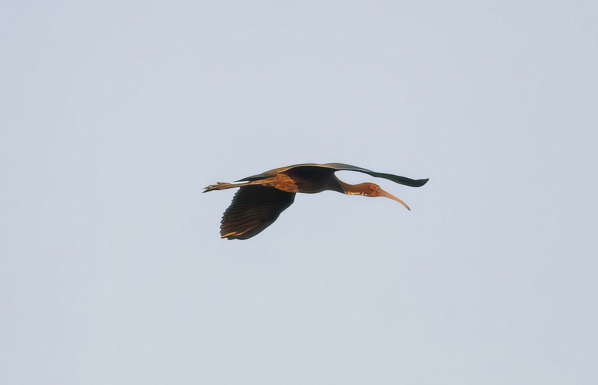 Glossy Ibis - ML509408801