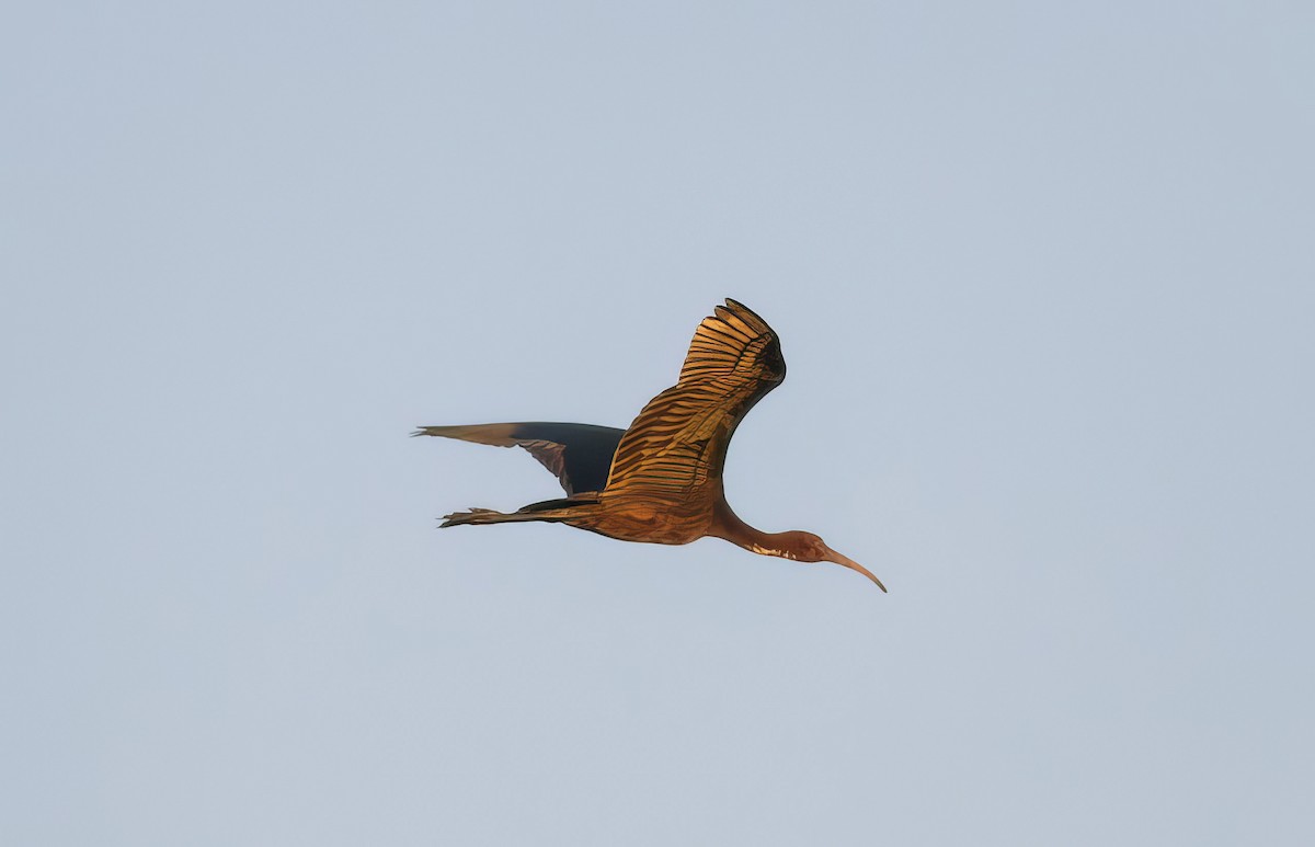 Glossy Ibis - ML509408811