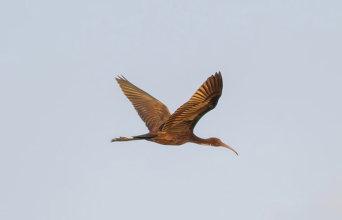 Glossy Ibis - ML509408831