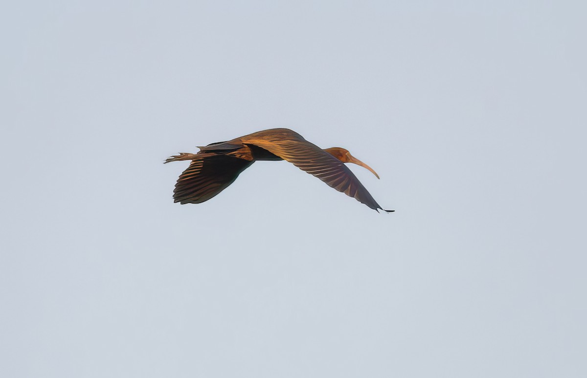 Glossy Ibis - ML509408841