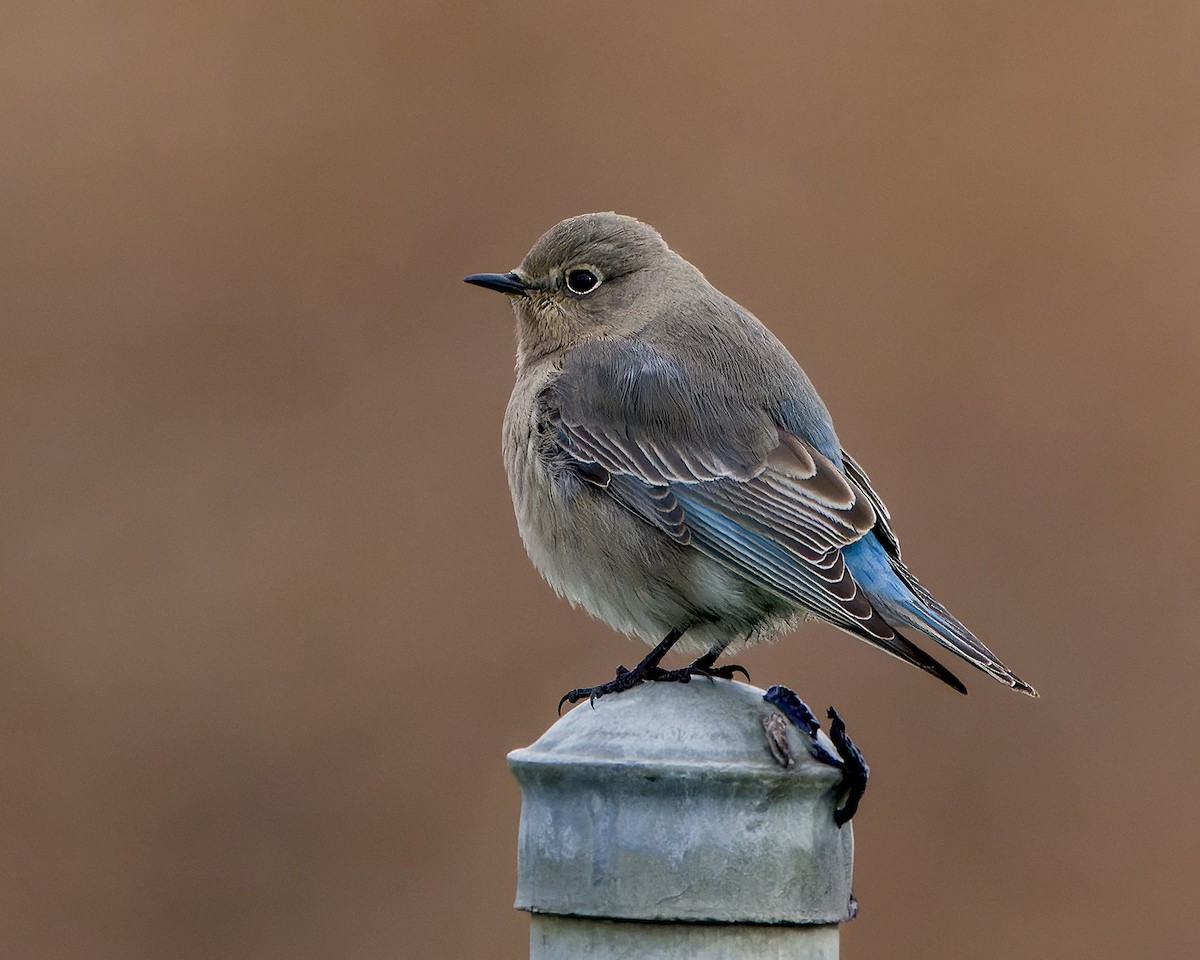Mountain Bluebird - ML509408851