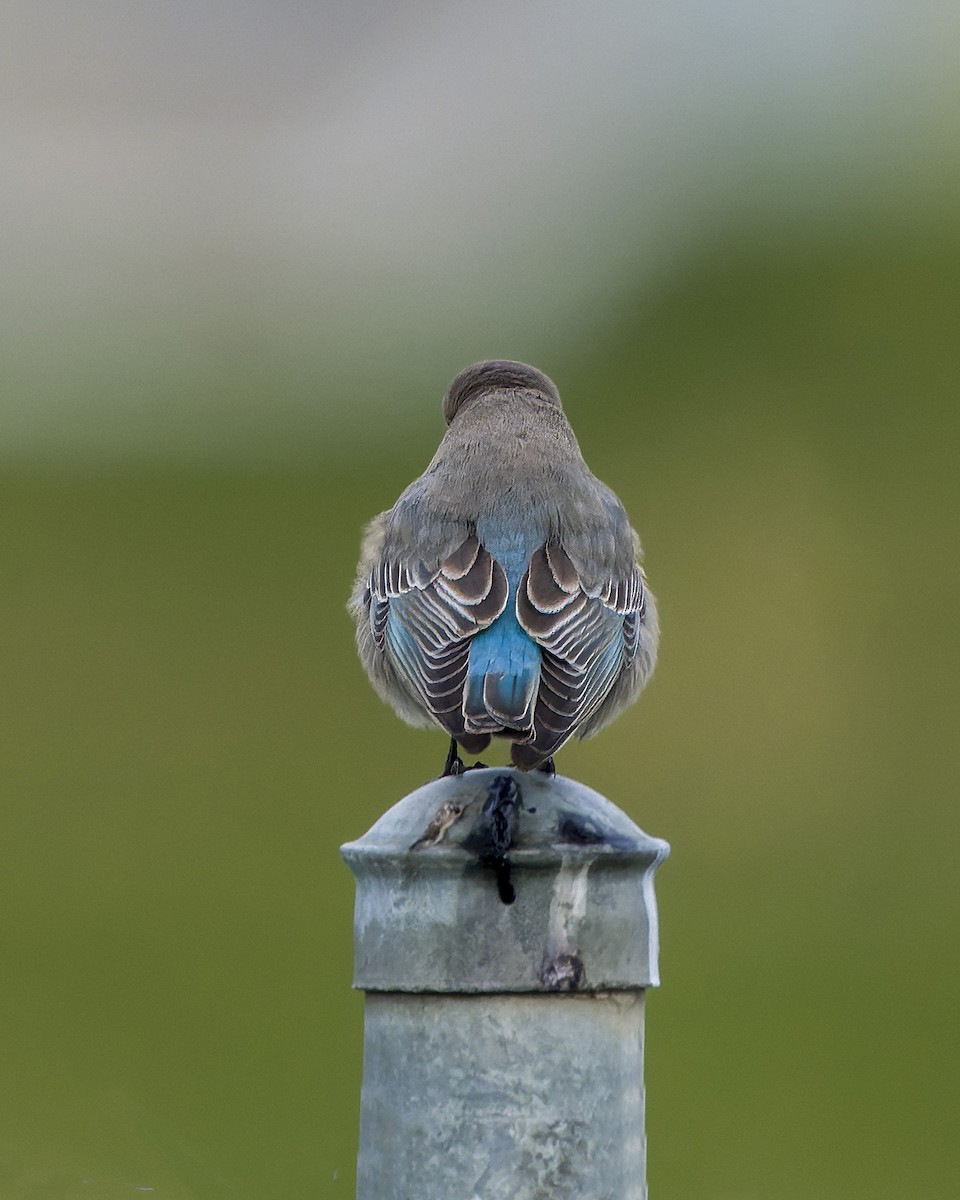 Mountain Bluebird - ML509408901