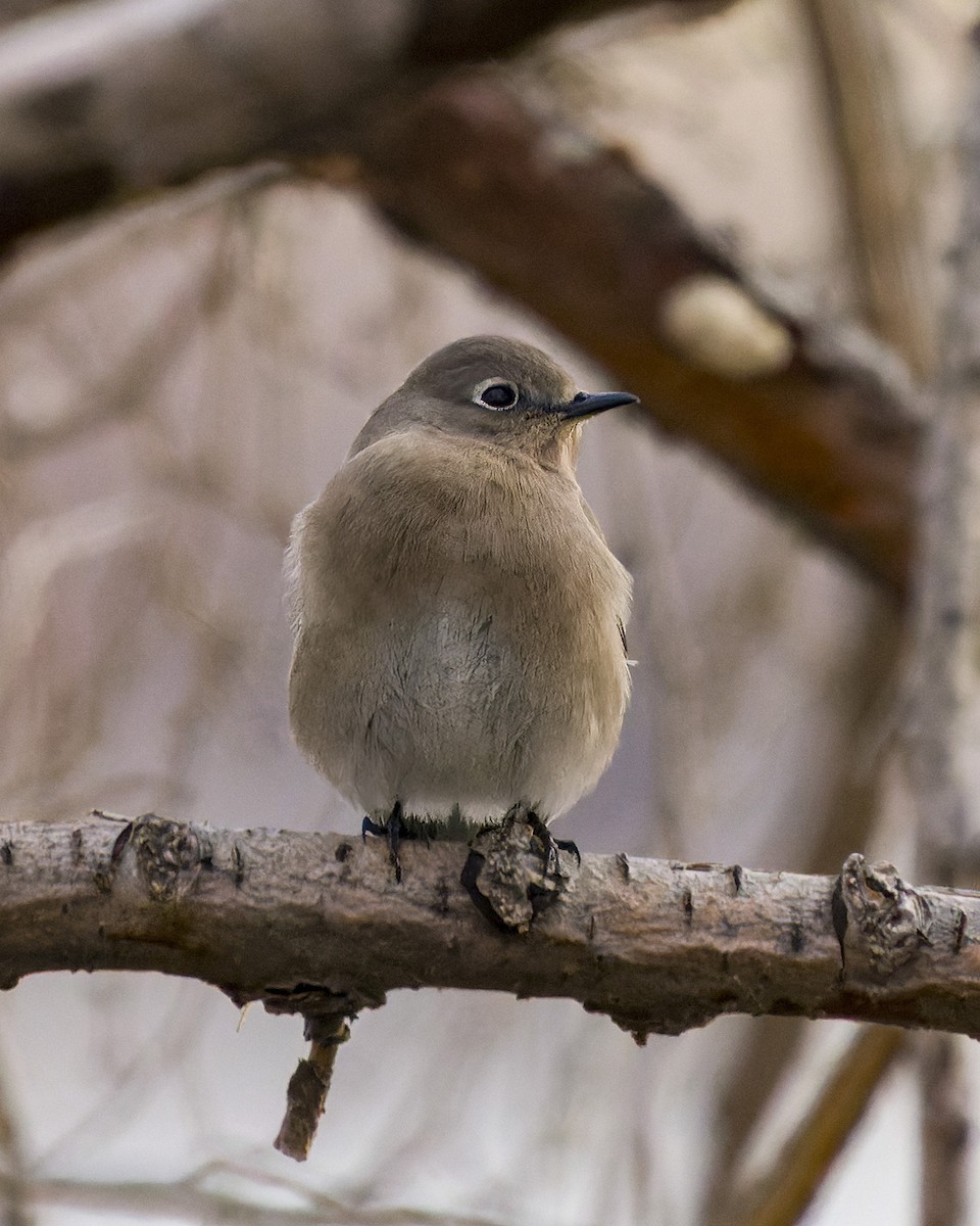Mountain Bluebird - ML509408921