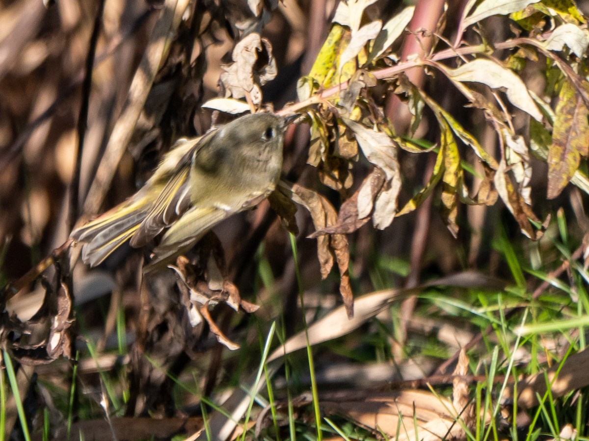 Ruby-crowned Kinglet - Doug Hosney