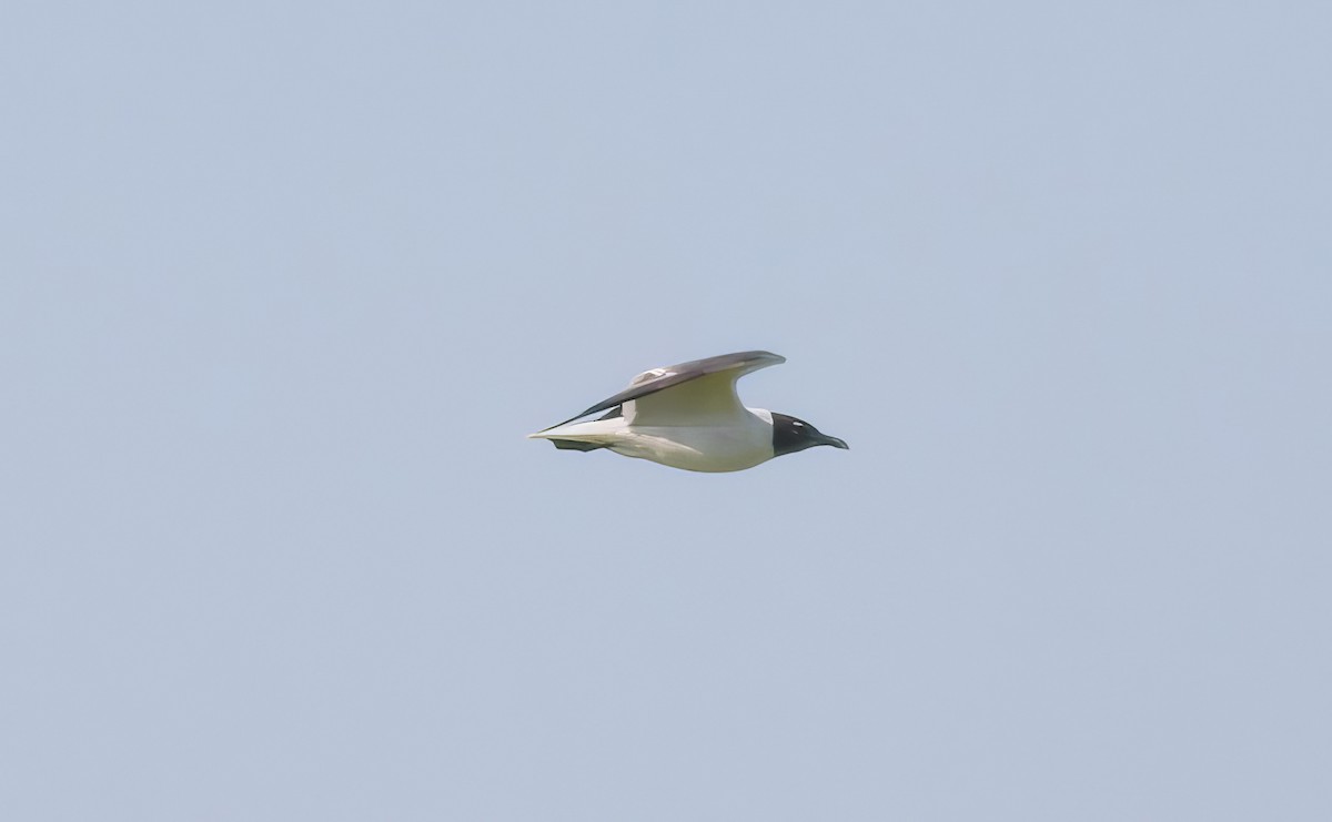 Laughing Gull - ML509409241