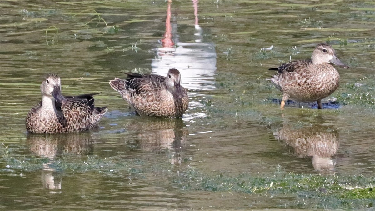 Blue-winged Teal - ML509409541