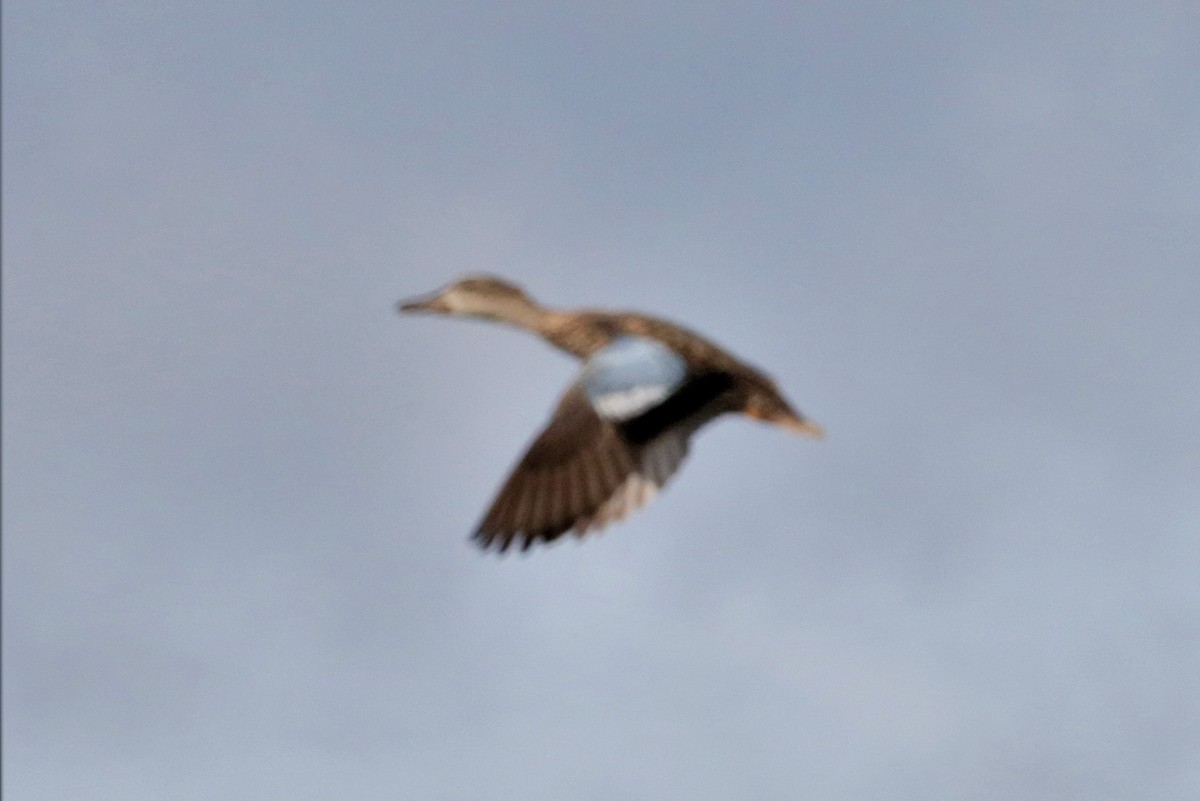 Blue-winged Teal - ML509409581