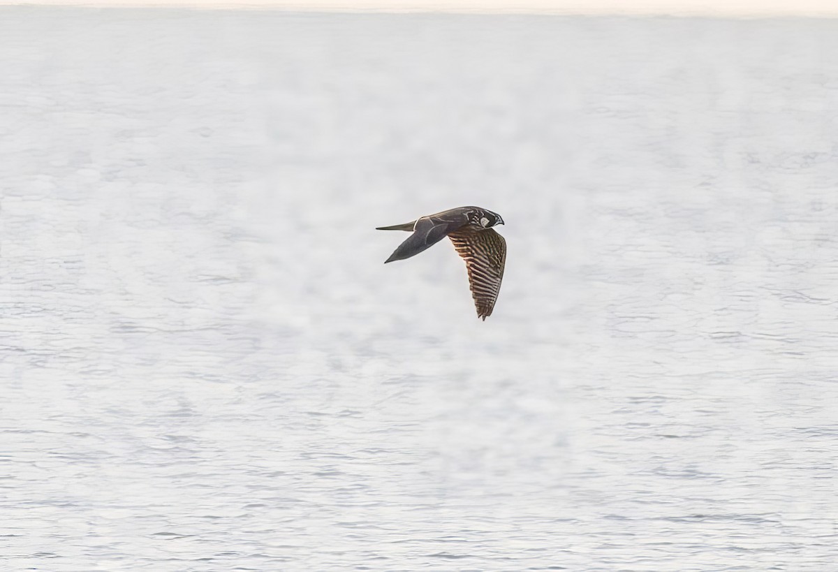 Peregrine Falcon - ML509409731