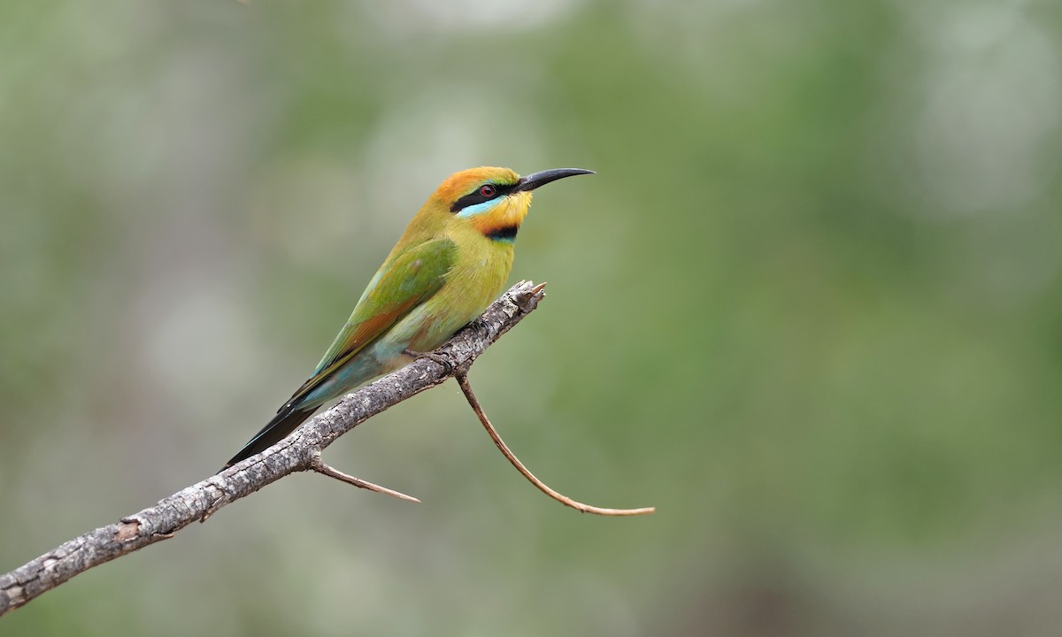Rainbow Bee-eater - Sam Woods