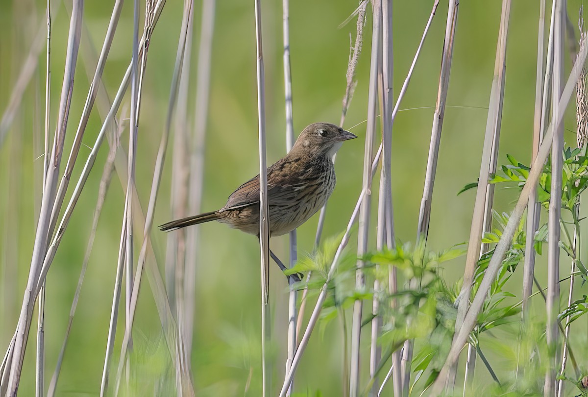 Seaside Sparrow - ML509410161