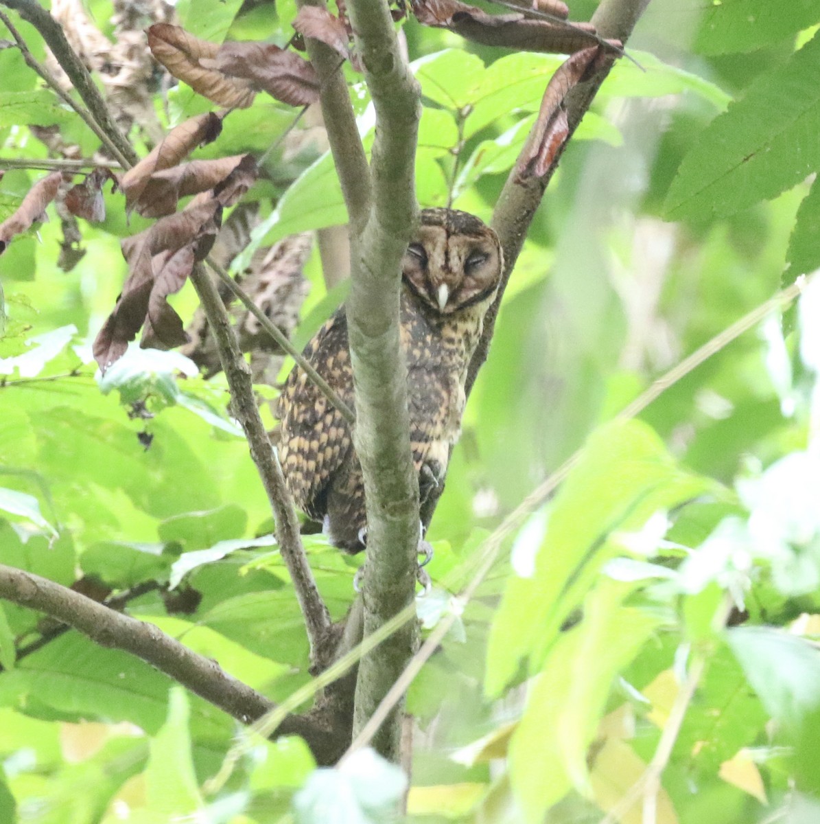 Golden Masked-Owl - ML509411961