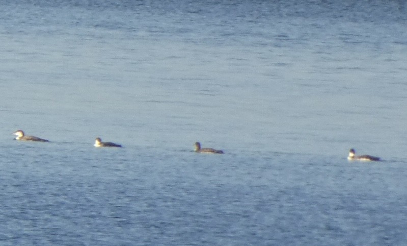 Common Loon - ML509412061