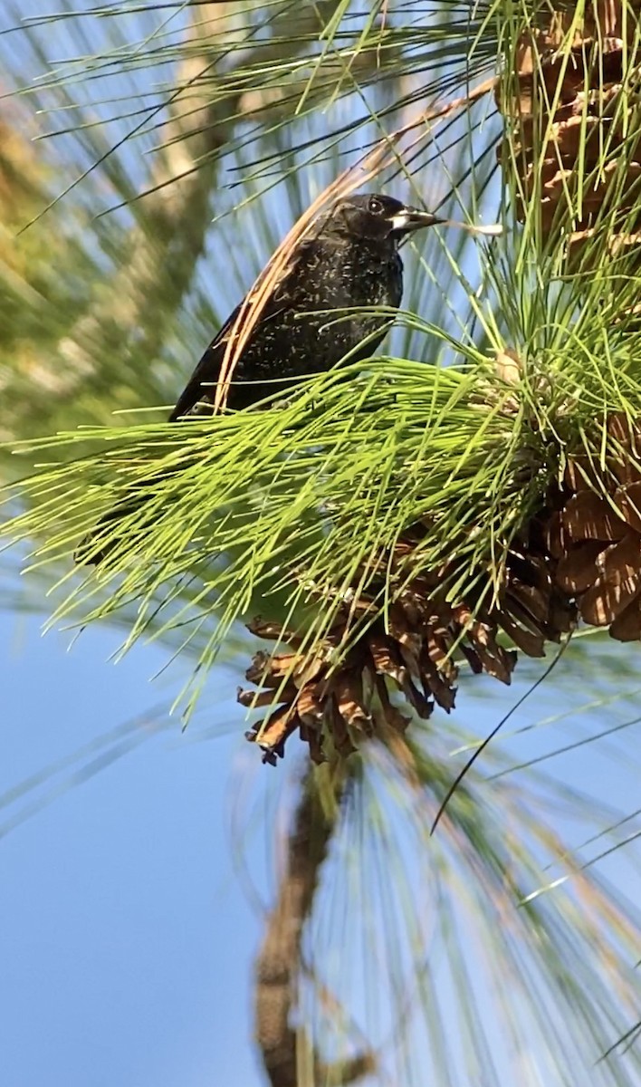 Red-winged Blackbird - Soule Mary