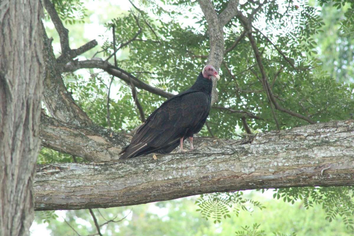 Urubu à tête rouge - ML509413191