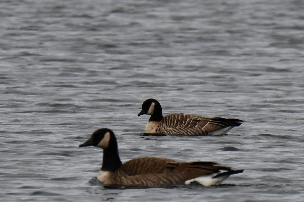 Cackling Goose (Richardson's) - Jeremy Collison