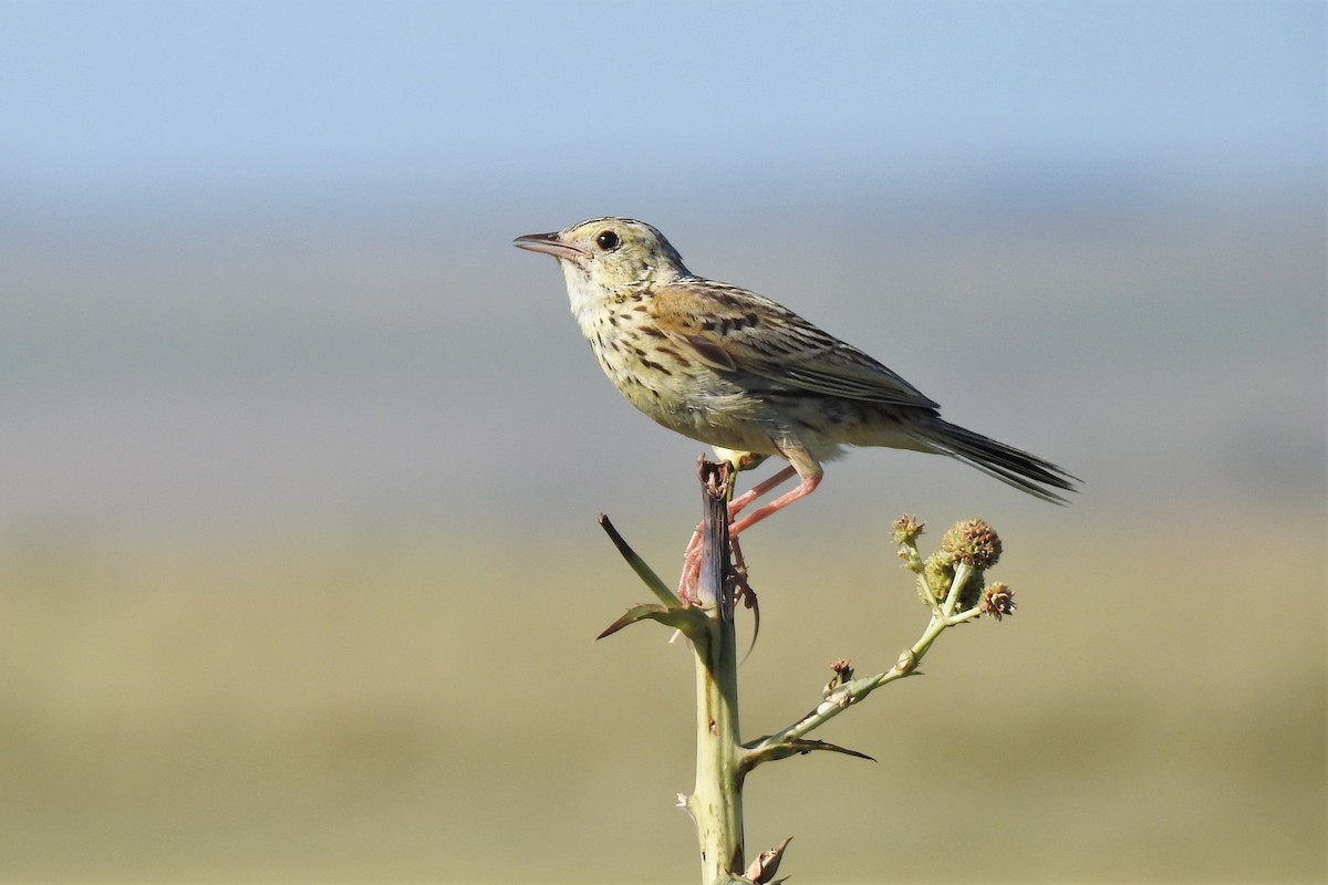 Ochre-breasted Pipit - Diego Castelli