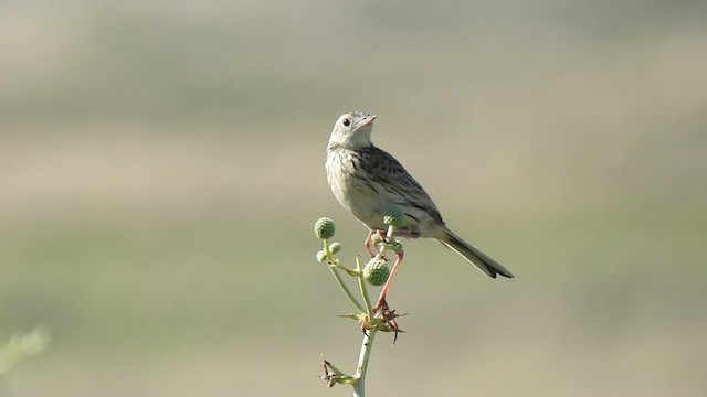 Pipit ocré - ML509415081