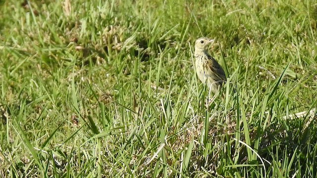 Pipit ocré - ML509415141